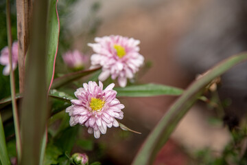 close up of the flower in the garden
