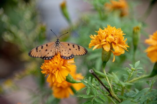 butterfly on the Marigold flower