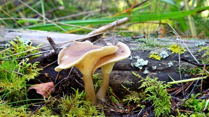 mushrooms in forest