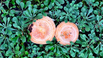 mushrooms in forest