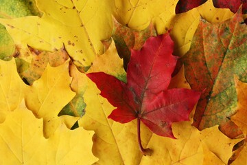 Beautiful autumn colored leaves of the trees 