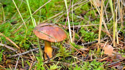 mushroom in forest