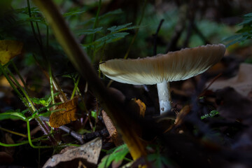 mushroom in the forest nature leaf 