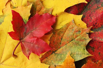 Naklejka na ściany i meble Beautiful autumn colored leaves of the trees 