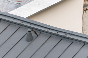 Squirrel on roof with nut