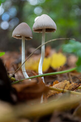 mushroom in the forest