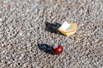 chestnut on pavement