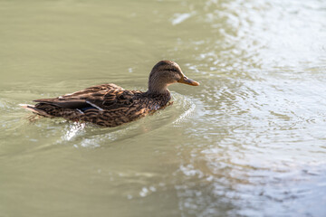 duck on the water