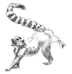Sketch Lemur, Madagascar. Hand drawn pencil illustration © Sasha Al