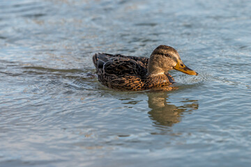 duck in the water