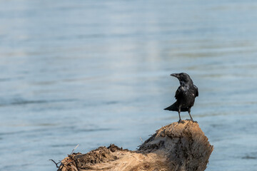 crow on the beach