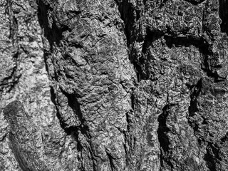 Texture of an old tree bark