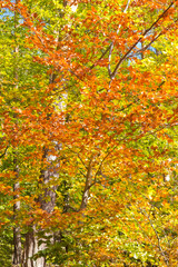 Colorful foliage of beechs in fall
