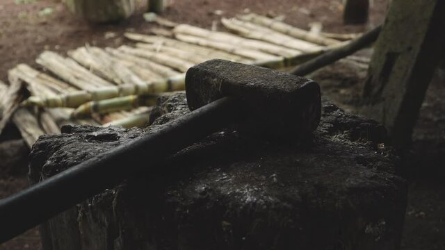 Mallet Resting on Tree Stump at Moonshine Distillery in the Galapagos Islands