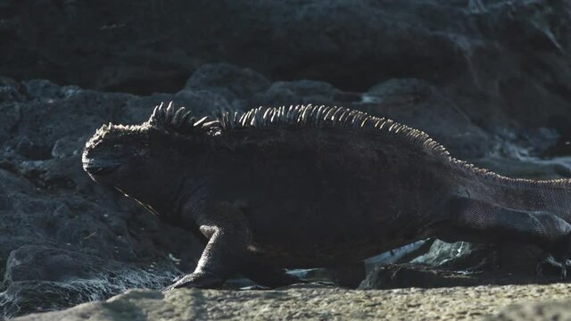 Large Marine Iguana Walking Across Wet Rocky Shore of Puerto Egas, Santiago Island, Galapagos