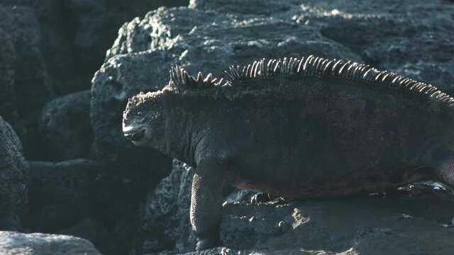 Marine Iguana Walking Across Rocky Shore of Puerto Egas on Santiago Island, Galapagos