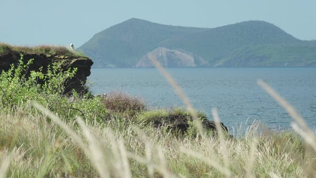 Pelicans and Desert Grasses of Puerto Egas with Isabela Island in the Background in the Galapagos Islands