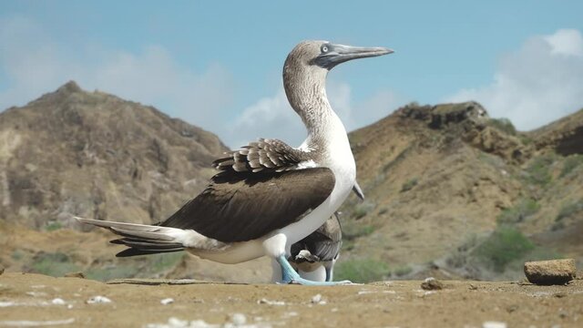 Blue-Footed Booby Walking Around Nest with Parter and Chick on Punta Pitt, San Cristobal Island, Galapagos
