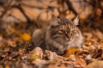 evil cat with devilish face sits among colored autumn leaves on blurry background of dry creeper...