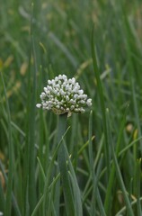 Shallot Flower