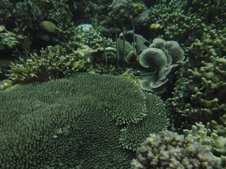coral reef