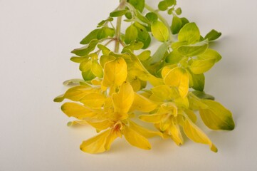 golden oregano on white background