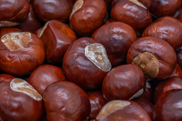 Texture of chestnuts on a pile, autumn pattern wallpaper