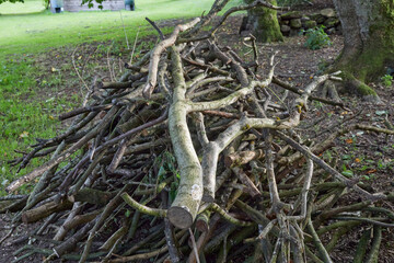 After woodland clearance, a bundle of suckers and branches waits for disposal at the moorland smallholding at 900ft
