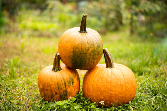 three pumpkins on green grass background image