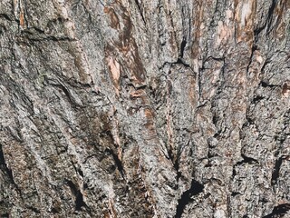 Texture of an old tree bark