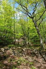 Forest and rocs in Brittany