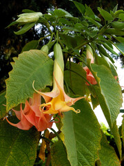 huge pink flowers of datura plant close up