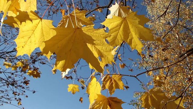 BrBranches with maple yellow leaves against the blue sky.anches with maple yellow leaves against the blue sky. High quality FullHD footage