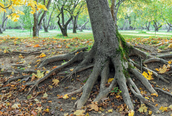 Tree with powerful roots above the ground in an autumn park.