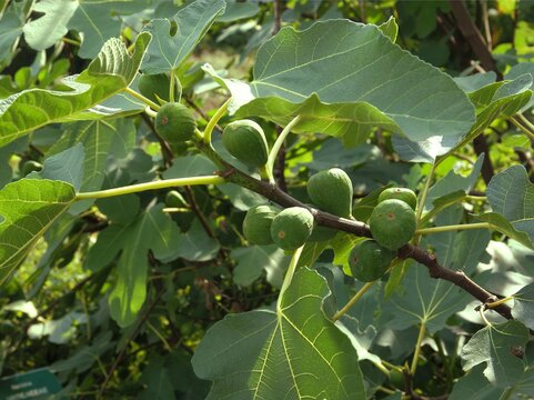ficus carica tree with green fruits figs close up