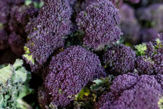 Close up of purple sprouting broccoli florets, brassica, on a stall in a UK market