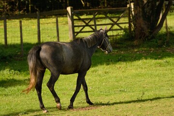Grey horse stepping out in a meadow