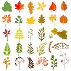 Fototapeta premium Autumn leaves set, isolated on white background. Simple cartoon flat style, vector illustration.
