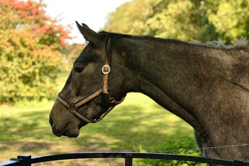 Profile of horse by kissing gate