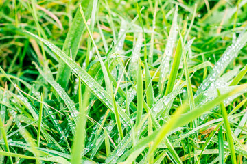dewdrops on the grass leaves