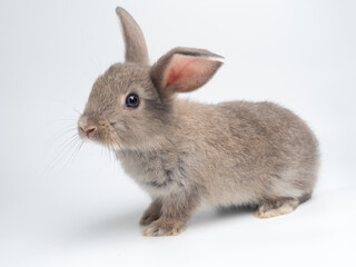 Cute little grey bunny rabbit on white background.