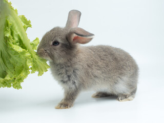 Cute little grey bunny rabbit eating lettuce on white background.