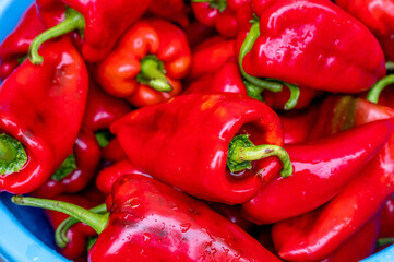 Close up of fresh red paprika washed in water for preparation of traditional Balkan's spread ajvar
