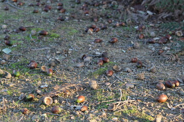 Acorns in a field in the fall