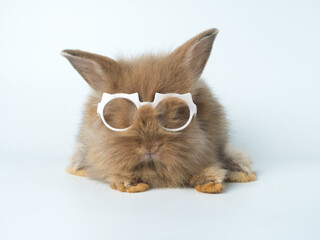 Funny little brown bunny rabbit wearing white glasses on white background.