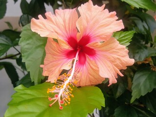 Flor Avisa
