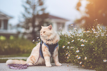 Persian cat yellow sits on the grass on a sunny meadow in the summer.