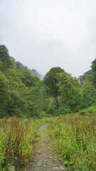 Obraz premium landscape with trees