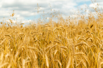 Wheat Field Texture Background with Ripening Ears