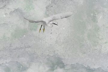 Little Egret in flight on rushing river (Egretta garzetta)